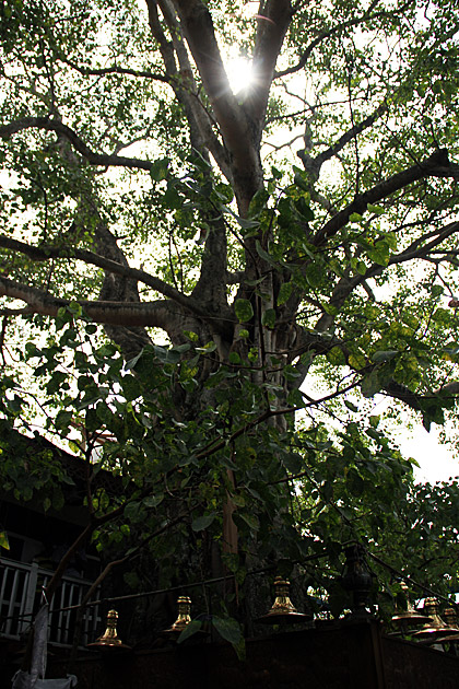 Gangaramaya Temple tree