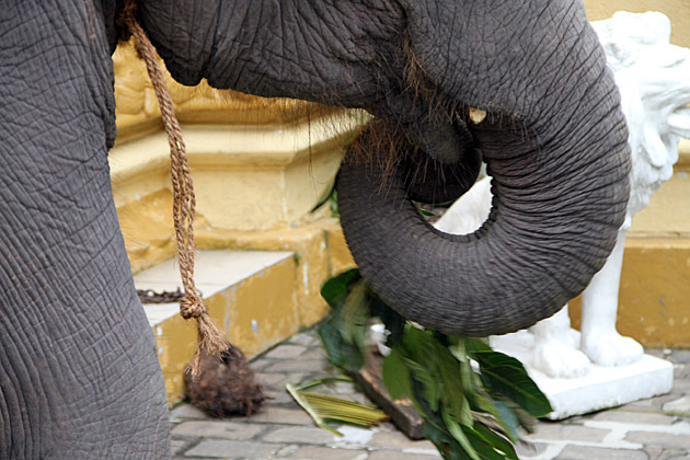 Gangaramaya Temple elephant