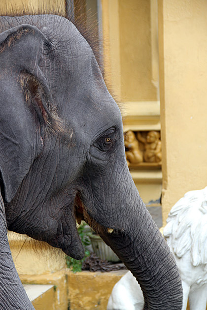 Temple elephant Gangaramaya Temple