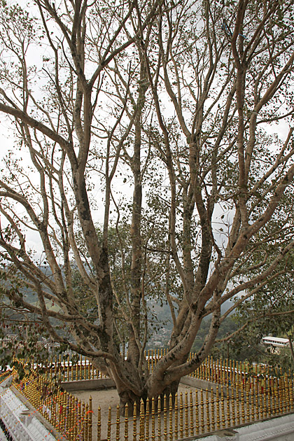 Buddha of Gnome Mountain bo tree