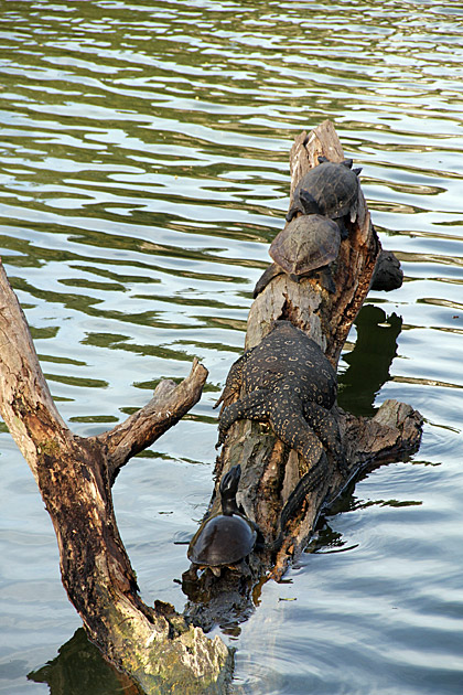 Kandy turtle gang