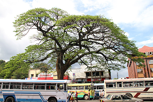 Kandy Tree