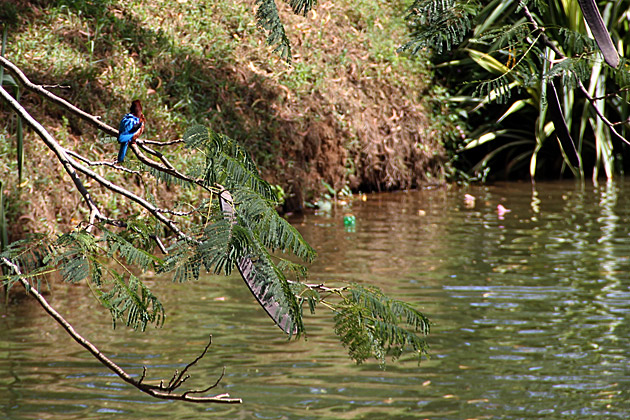 Kandy lake king fisher bird
