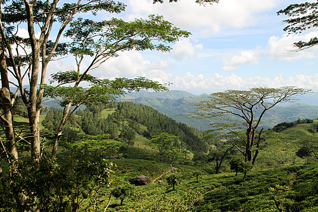 Knuckles Mountain Range Landscape