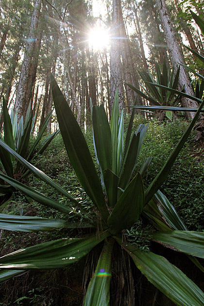 Knuckles Mountain Range sun and plants