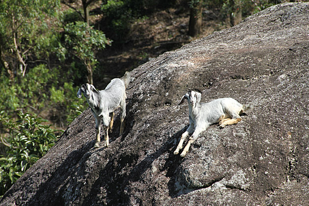 Knuckles Mountain Range goats