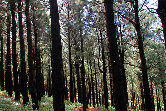 Knuckles Mountain Range forest