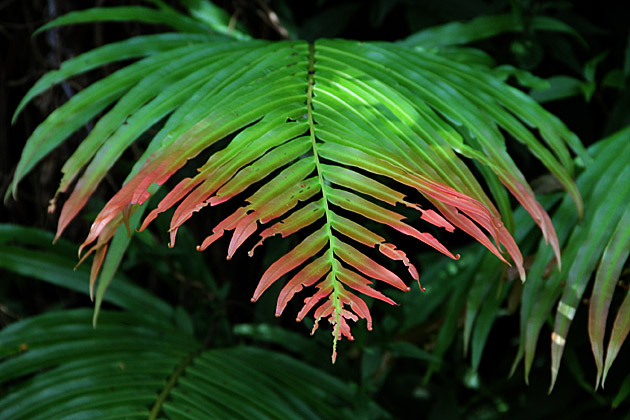 Knuckles Mountain Range plants leaves