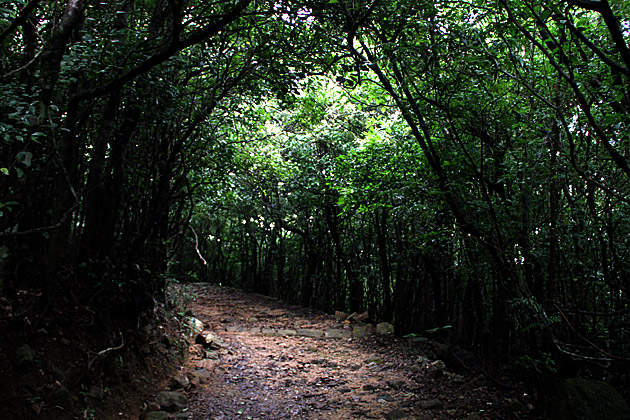 Knuckles Mountain Range jungle