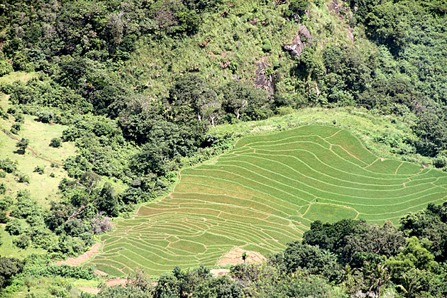 Knuckles Mountain Range terrace fields