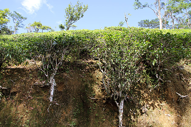 Knuckles Mountain Range tea