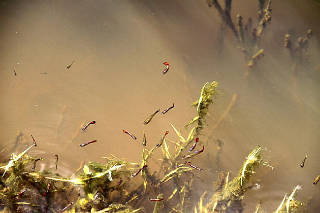 Little fish Knuckles Mountain Range