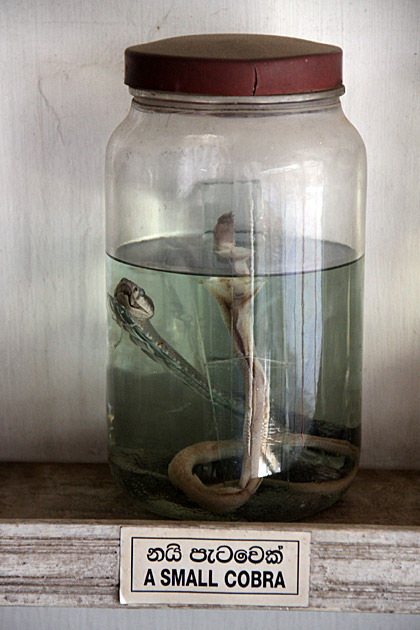 Pickled Cobra