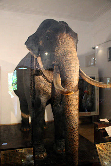 Raja Tusker Museum Kandy