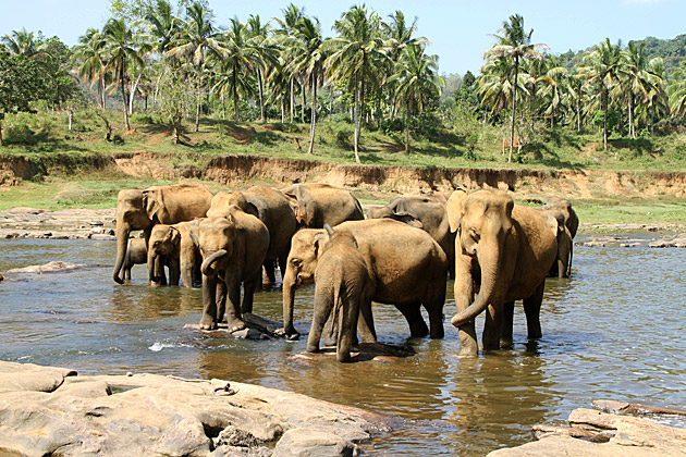 Pinnawela Elephant river