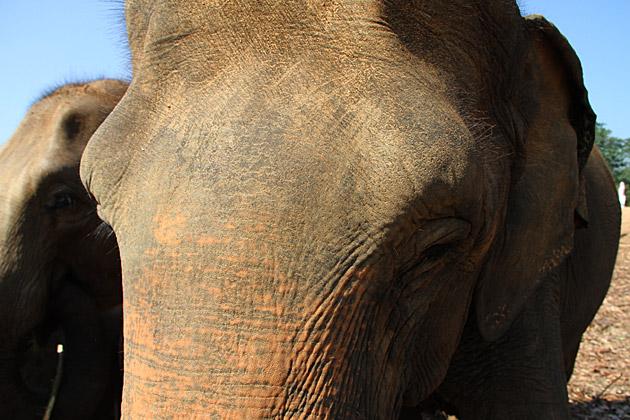 Elephant skin close up