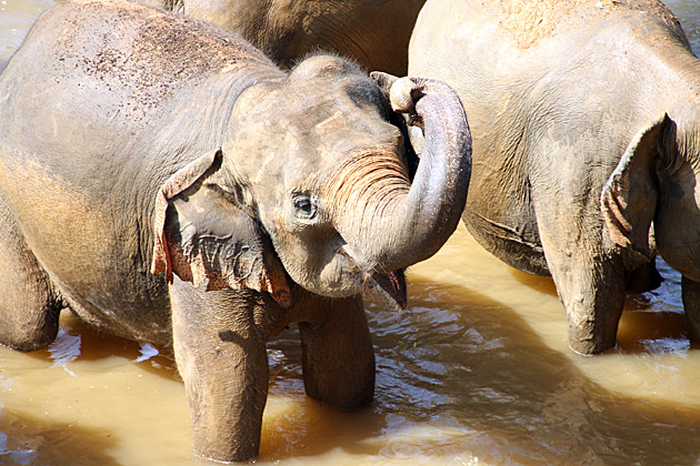 Elephant river Sri Lanka