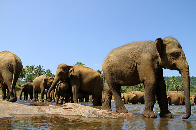 Big elephants Sir Lanka