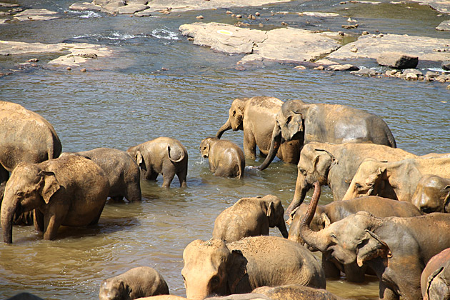 Bathing elephants Pinnawela Sri Lanka