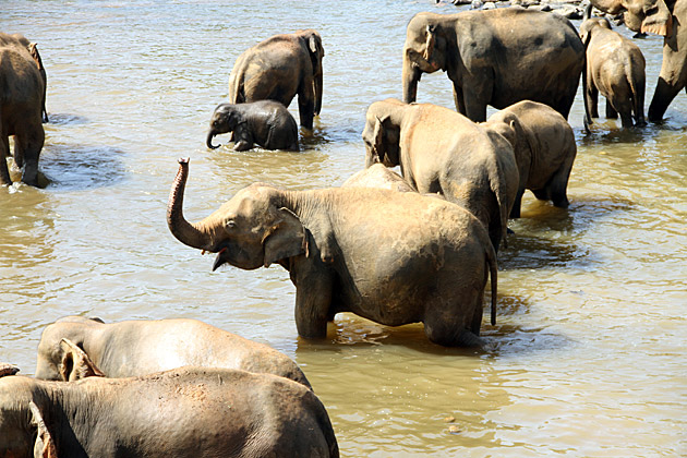 Trunk ahoy elephant