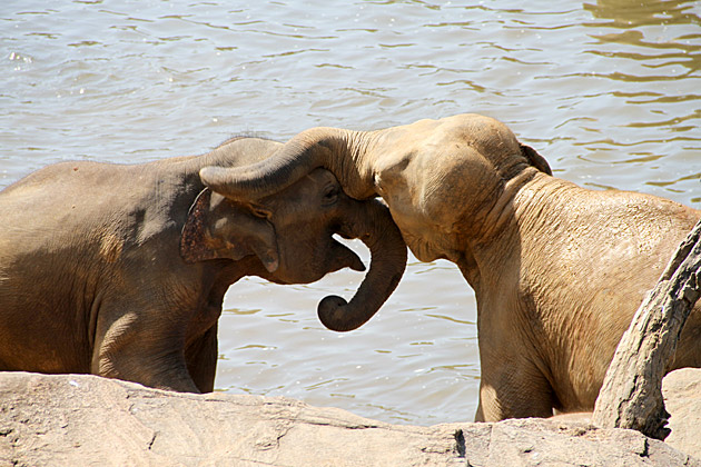 Elephant cuddles