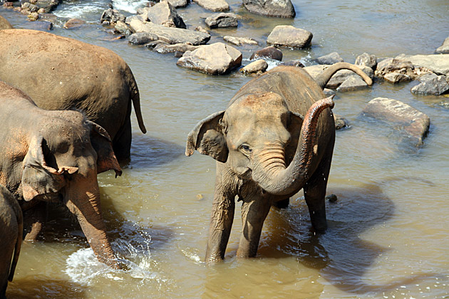 Elephant trunk splash Pinnawela