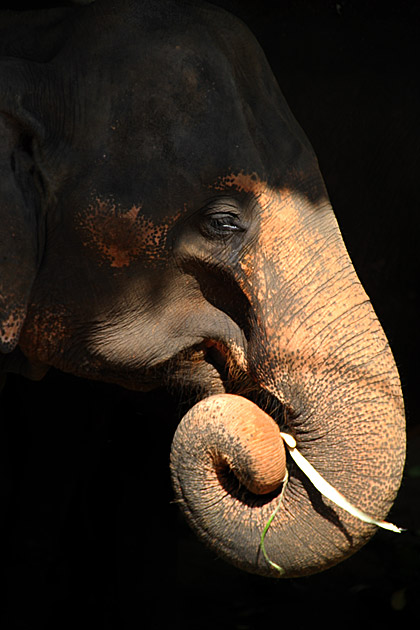 Elephant art photograph
