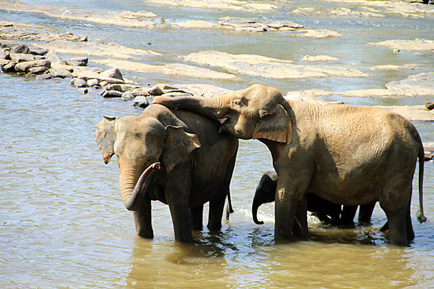 Elephant snack