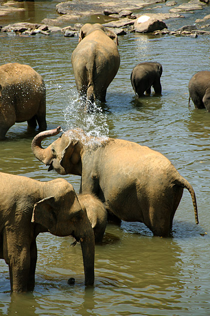 Elephant shower