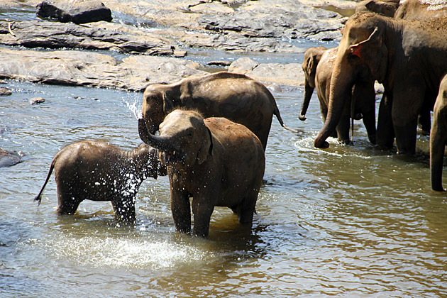 Happy Elephant