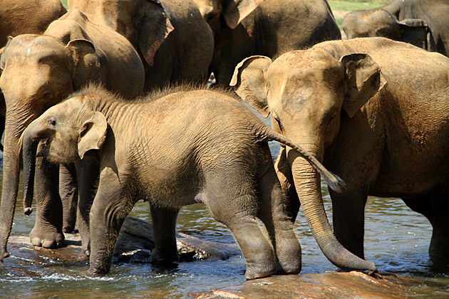 Brave baby elephant