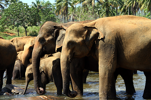 Elephant twins