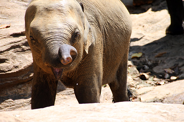 Elephant baby twisted trunk