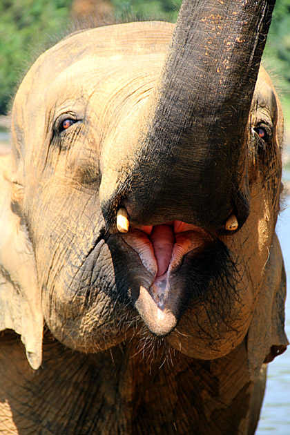 Elephant mouth