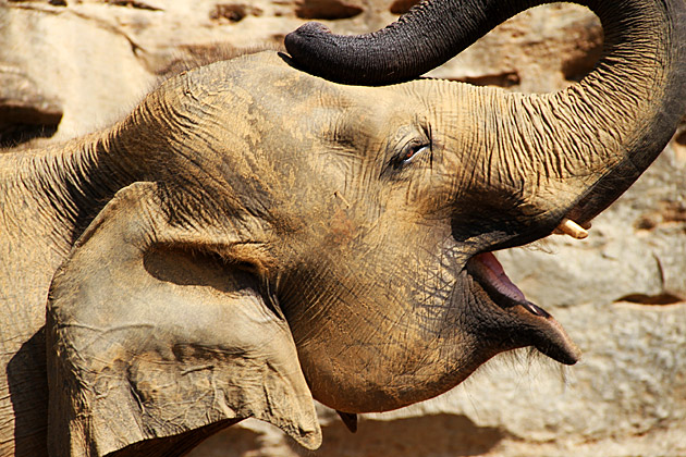 Happy Elephant Sri Lanka