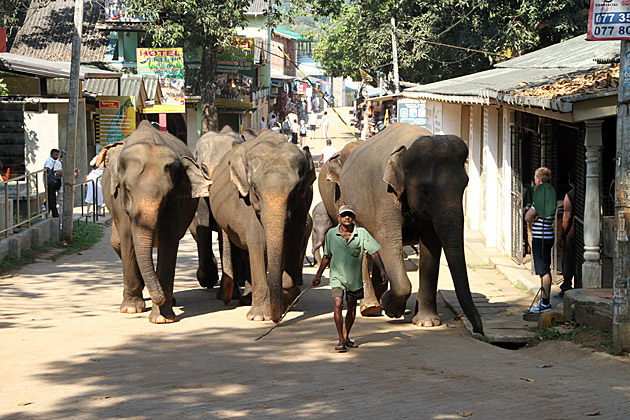 Pinnawela herding Elephants