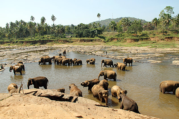 Pinnawela Elephant Orphanage