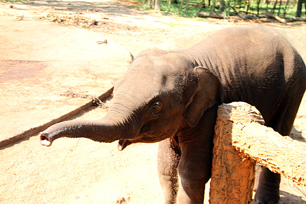 Cute elephant baby