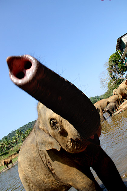 Crazy elephant trunk