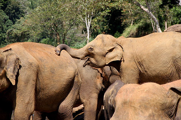 Elephant buddies