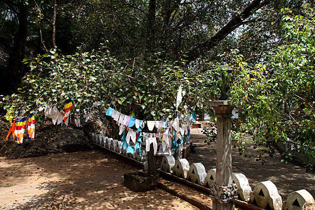 Ridi Vihara bo tree