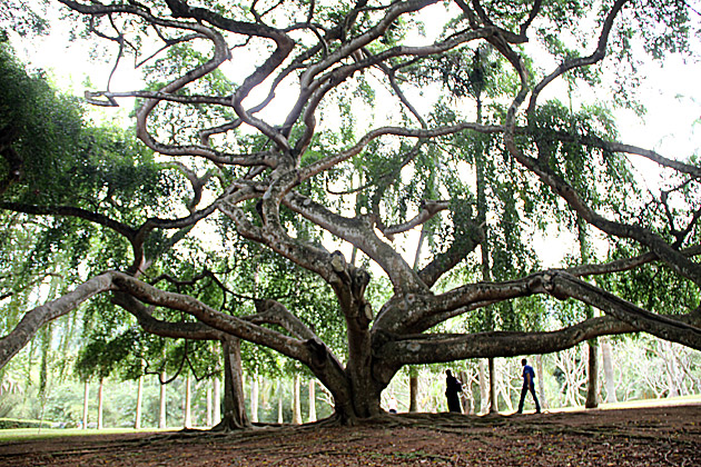 Unique trees of Sri Lanka