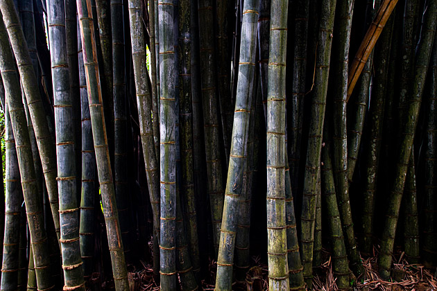 Sri Lanka Bamboo