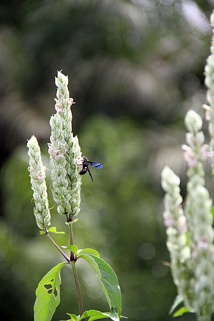 Insects of Sri Lanka