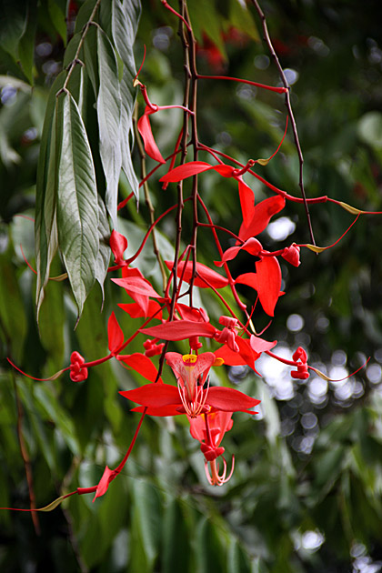 REad hanging Orchids Sri Lanka