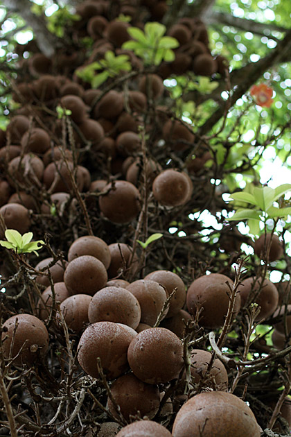 Peradeniya trees