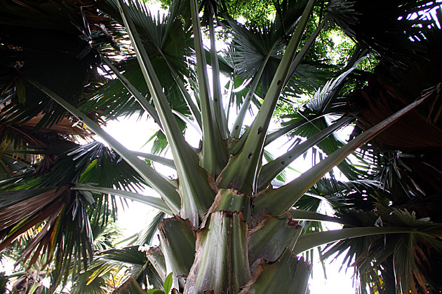 Peradeniya Palm tree