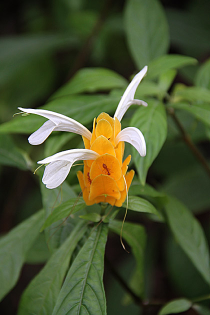 Beautiful flower of Sri Lanka