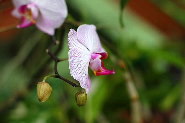 Sri Lanka Orchids