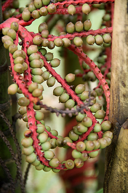 Peradeniya seeds